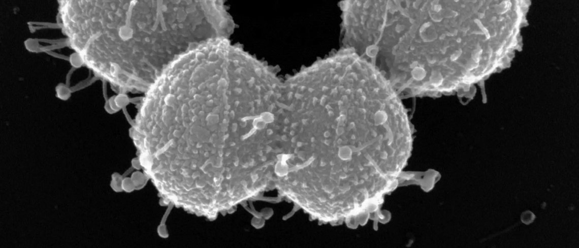 Microbiology Club Berlin