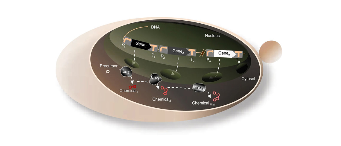 Congratulations to MPUSP affiliate Gita Naseri who is starting her Emmy Noether research group at the Institute for Biology at Humboldt-Universität zu Berlin!