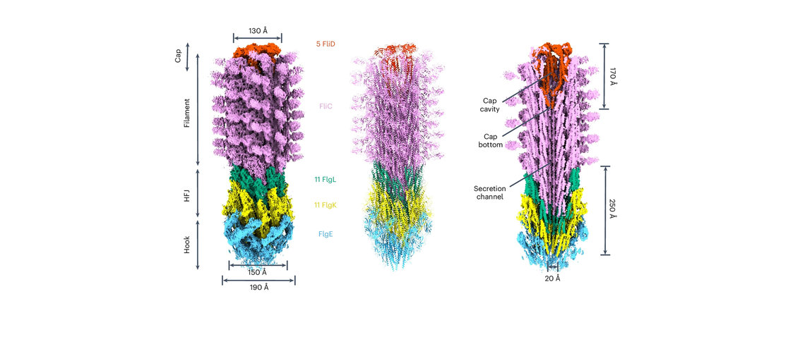 Structure of Flagellum. © Prof. Marc Erhardt