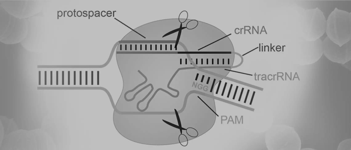 CRISPR diagram