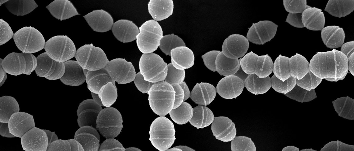 The Max Planck Unit for the Science of Pathogens