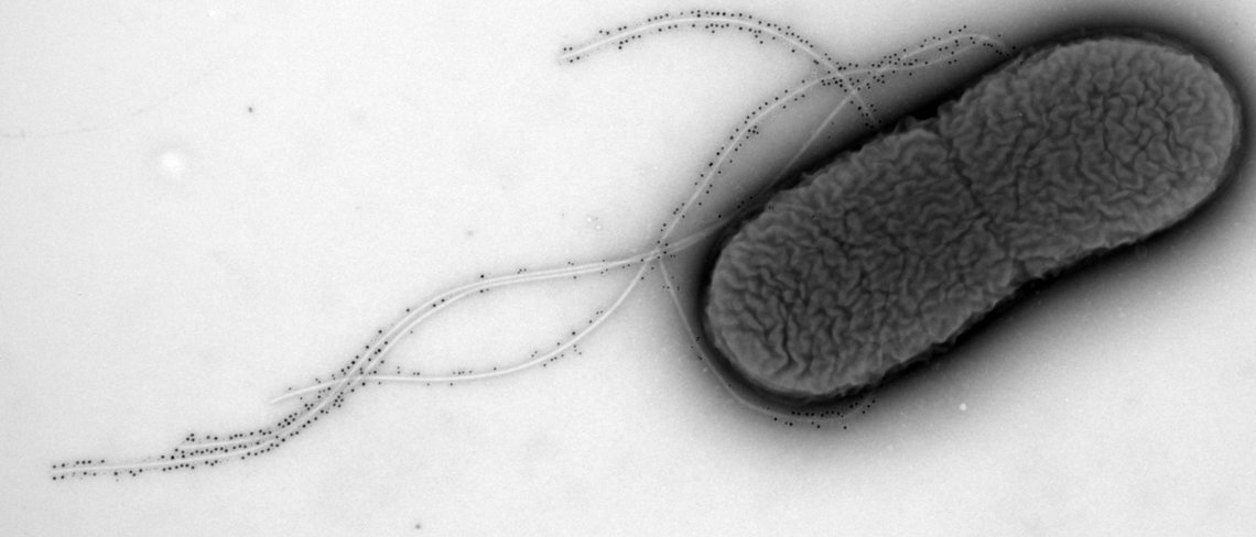 Marc Erhardt appointed Max Planck Fellow at the Max Planck Unit for the Science of Pathogens